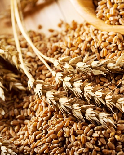 Die Basis - das Getreide