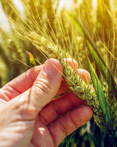 Der Weg des Korns durch die Mühle