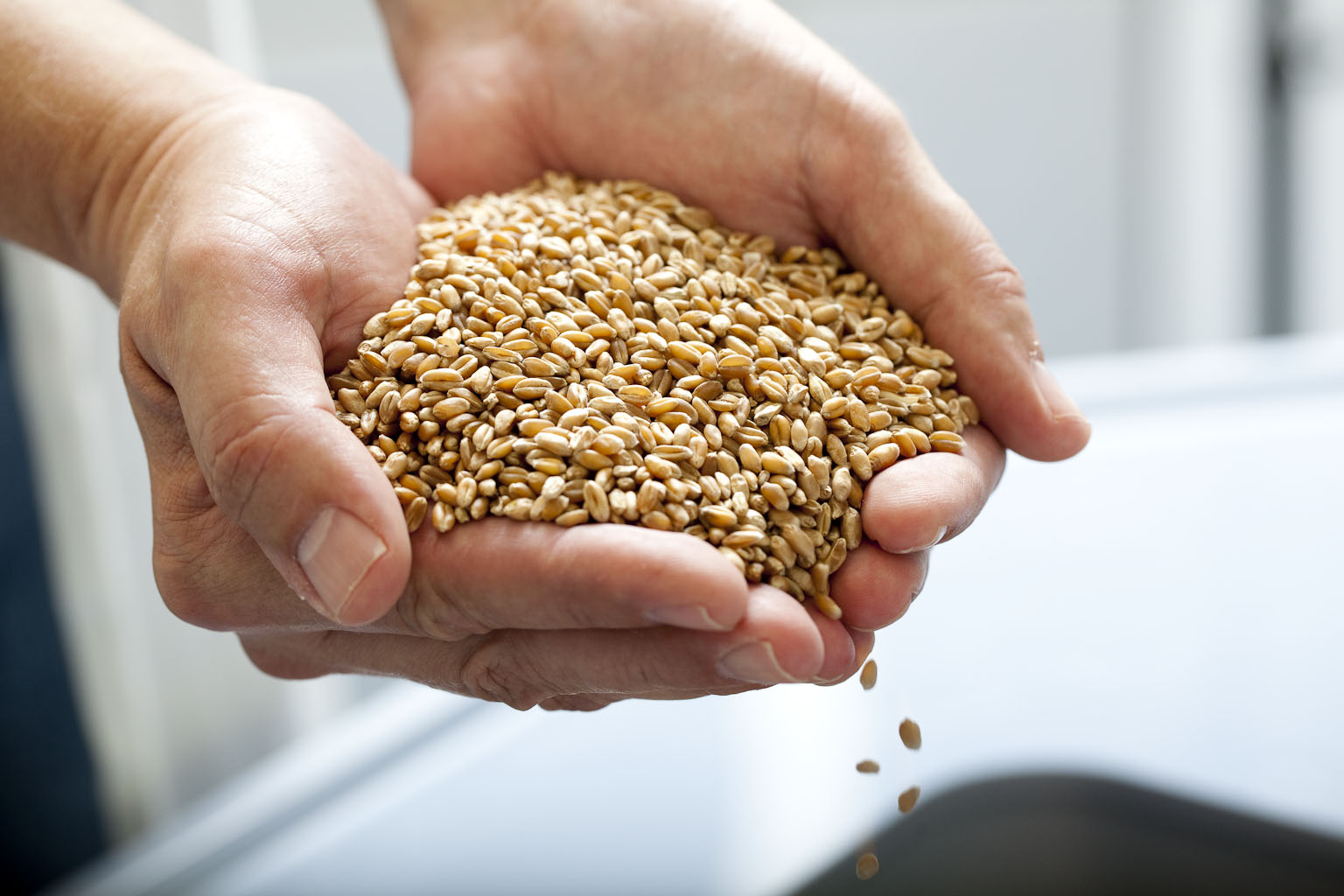 Der Müller entnimmt Muster und führt eine erste Qualitätskontrolle durch.