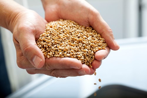 Der Müller entnimmt Muster und führt eine erste Qualitätskontrolle durch.