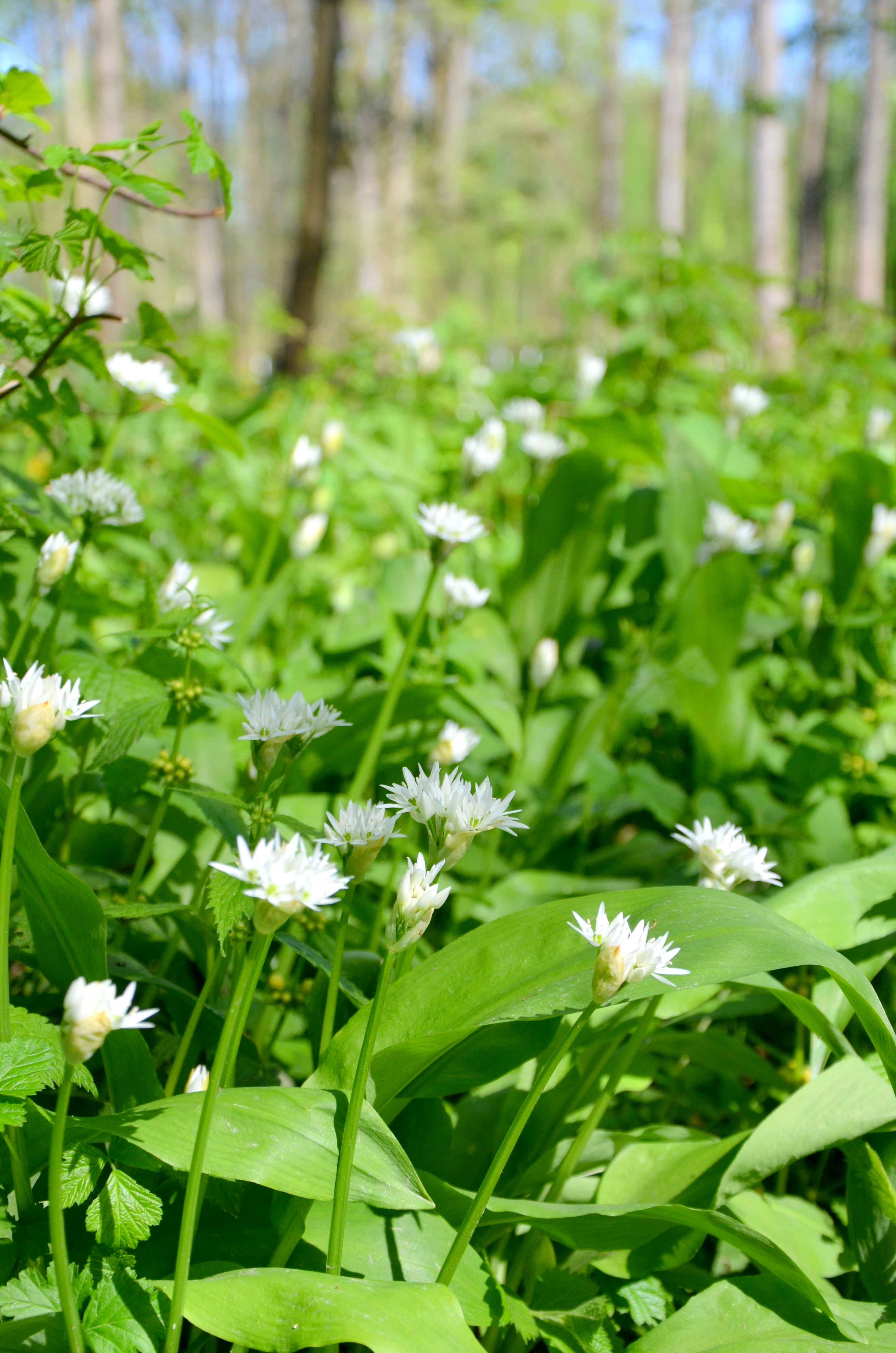 Dein Bärlauch-Guide!