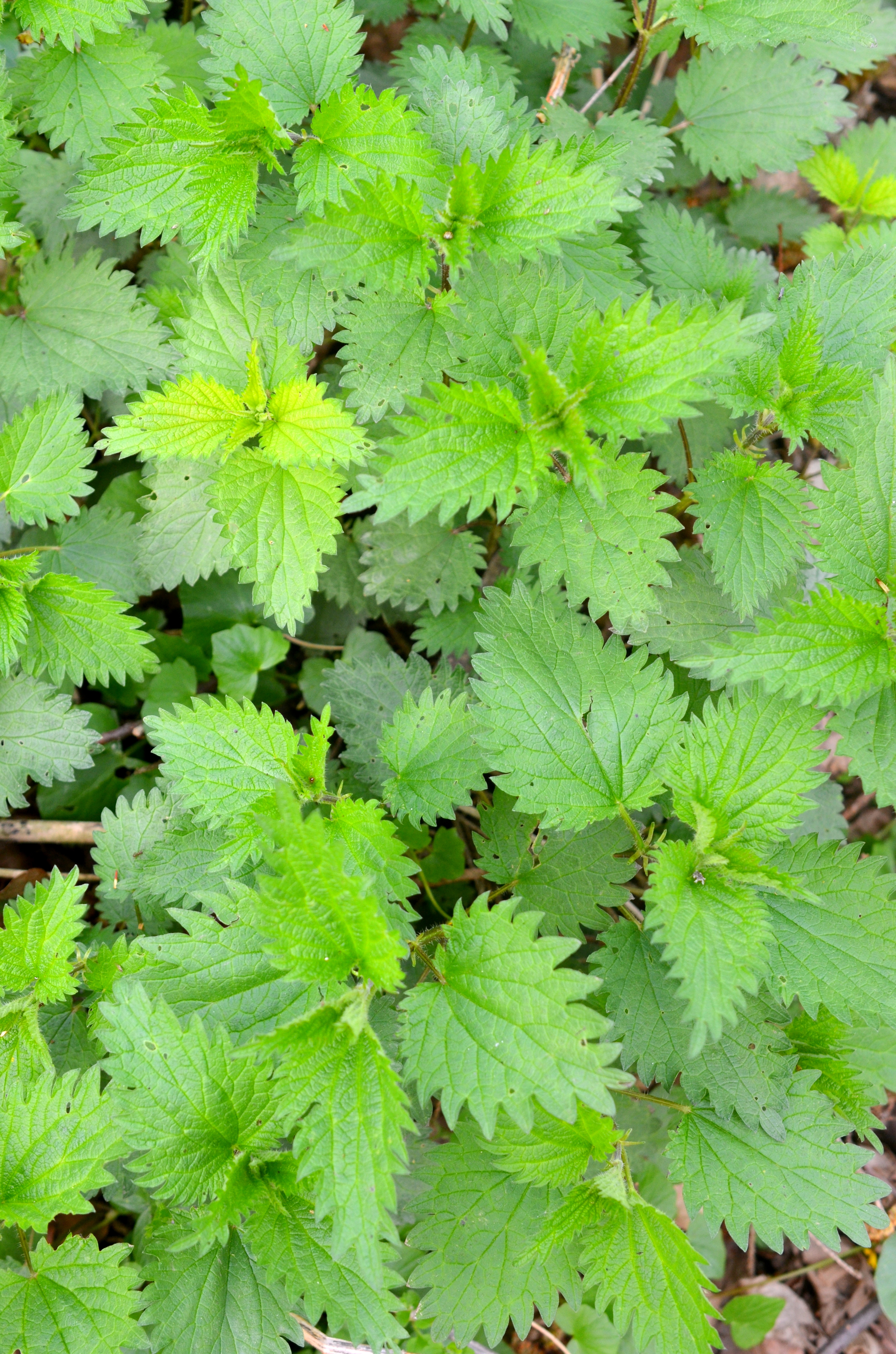 Essbares Unkraut - 3 Kräuter für den Start