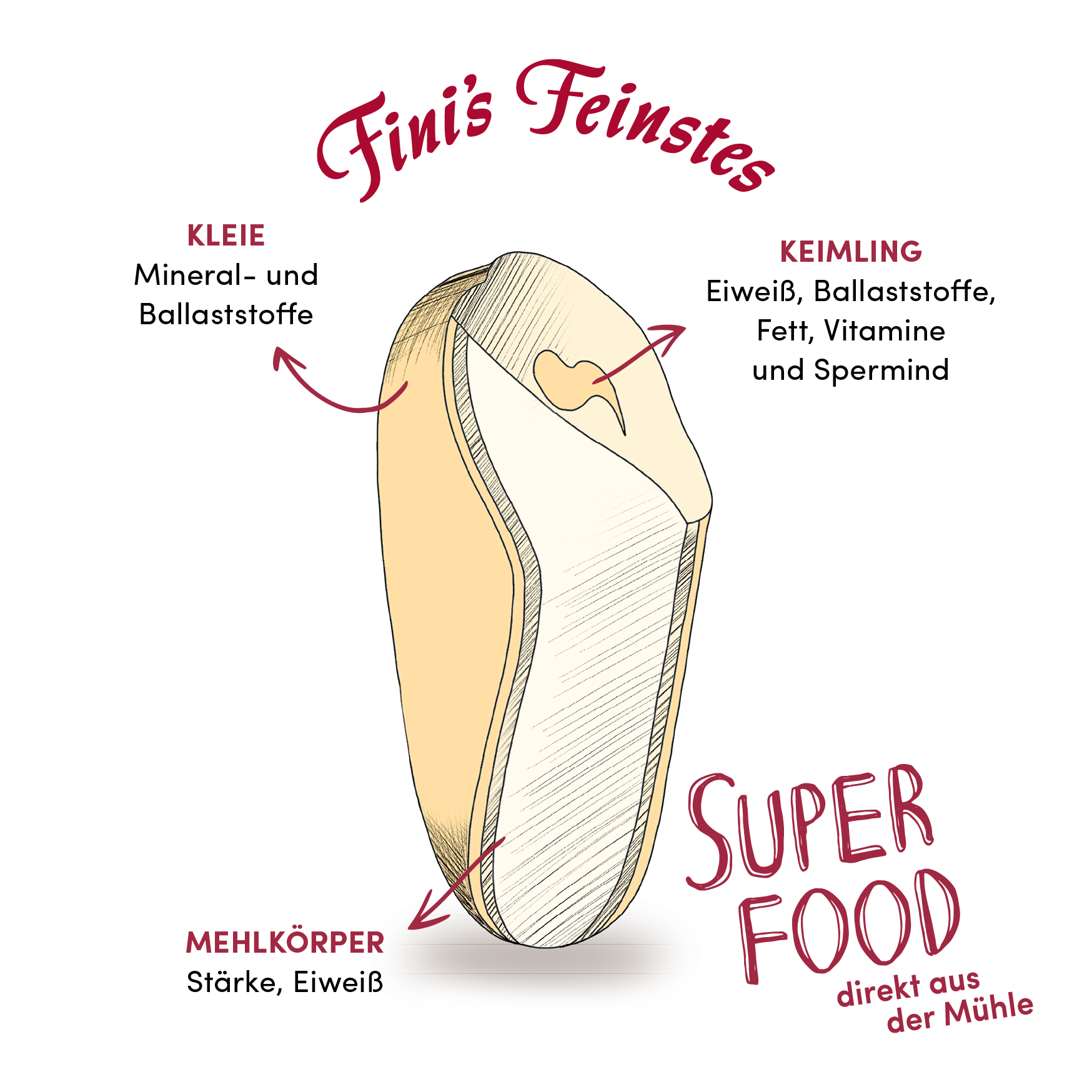 Querschnitt eines Weizenkorns