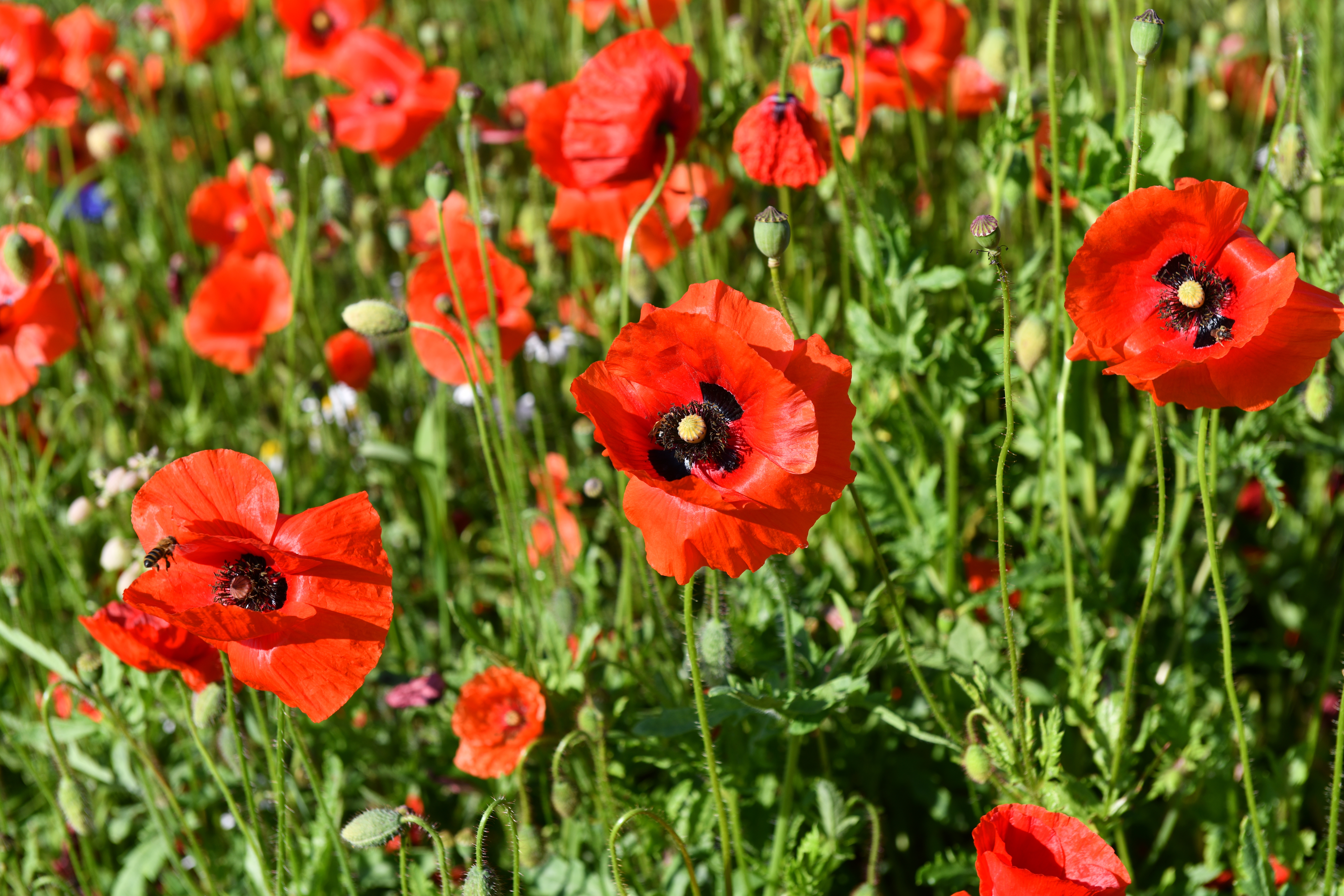 8 Fragen zu Mohn | Fini’s Feinstes